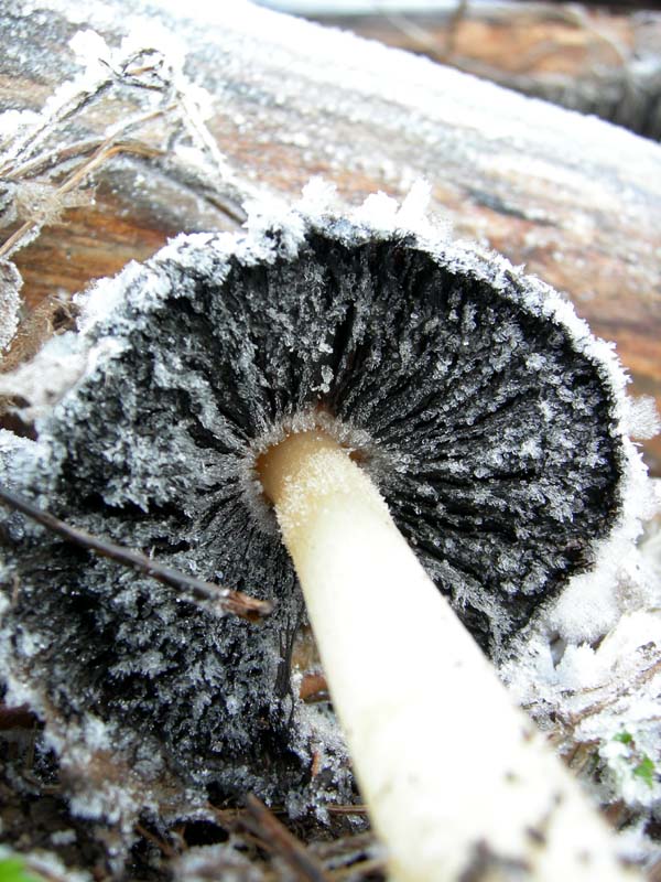 A caccia di Pleurotus.....parte2.